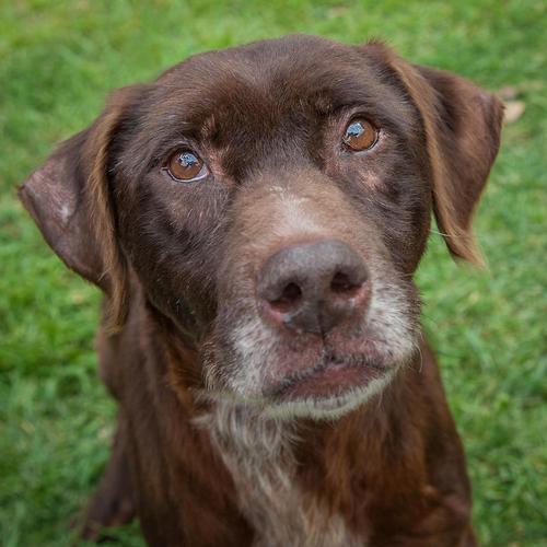 狗可以吃木耳吗