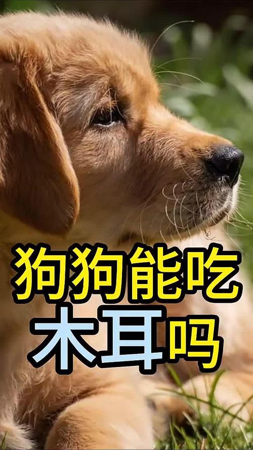 泰迪狗狗能吃木耳吗?会有什么影响?