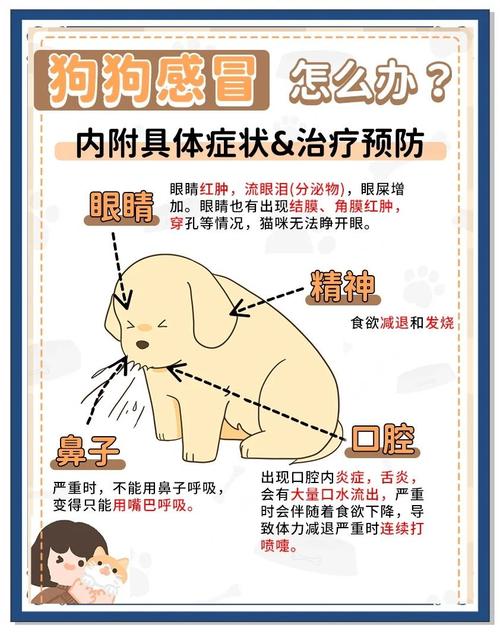 狗狗发烧不吃东西没精神还吐怎么办