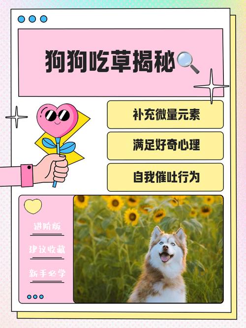 狗狗能吃甘草片吗