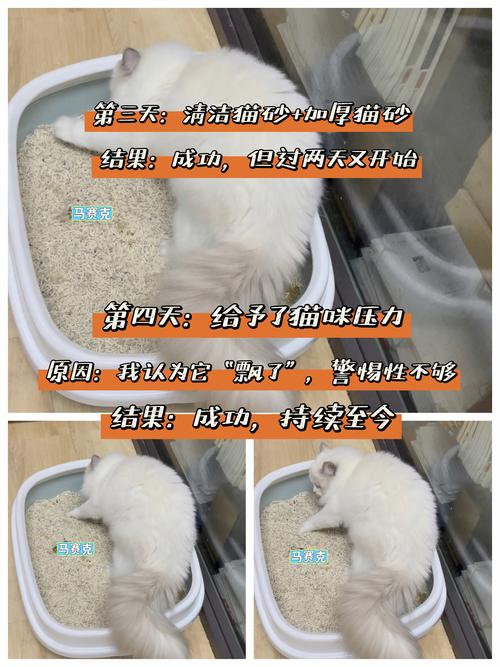 猫咪突然不埋屎?!解决过程亲测拿捏了