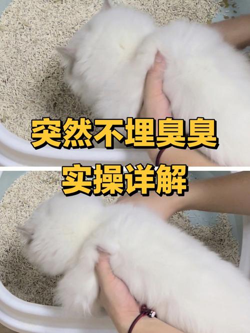 猫咪拉完屎不埋怎么办