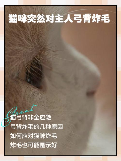 猫咪弓背是什么原因