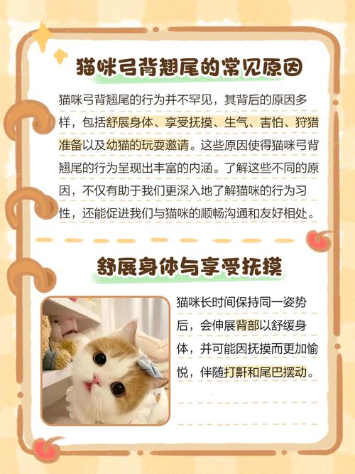 小猫老是弓背飞机耳的原因及处理方法