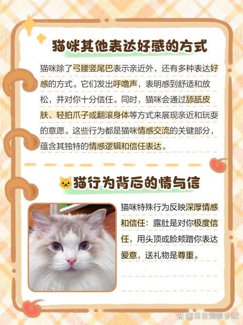 猫咪弓腰竖尾巴蹭人怎么回事