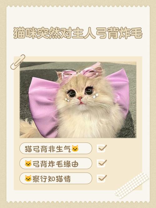 猫咪弓背走路,老是蹭人怎么办?