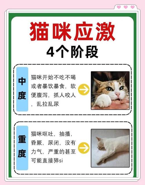 猫咪应激比较多几天不吃饭
