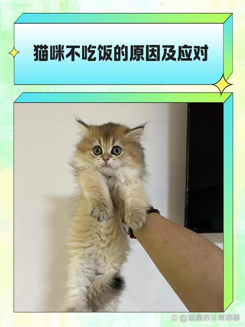我家的猫几天不吃饭了,怎么办呢