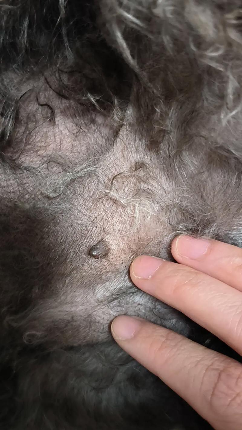 狗狗肚子上毛为什么很少