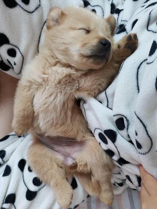 小狗背上的毛好少是什么原因