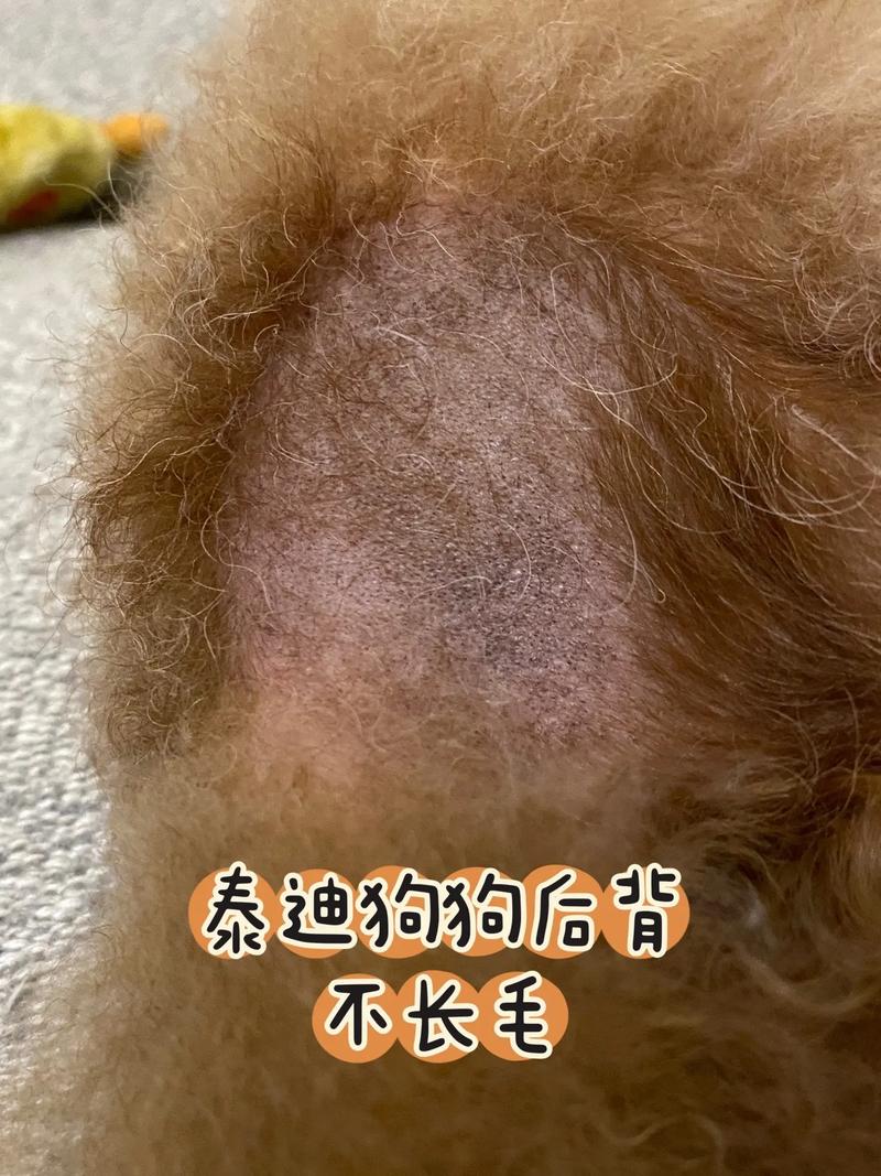 狗狗为什么肚皮毛少