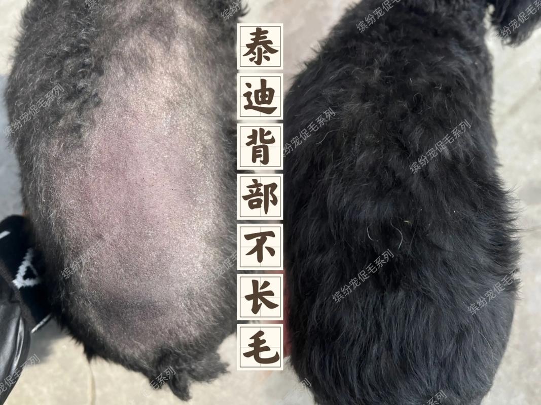 我想知道我家的泰迪犬身上的毛越来越少是什么原因