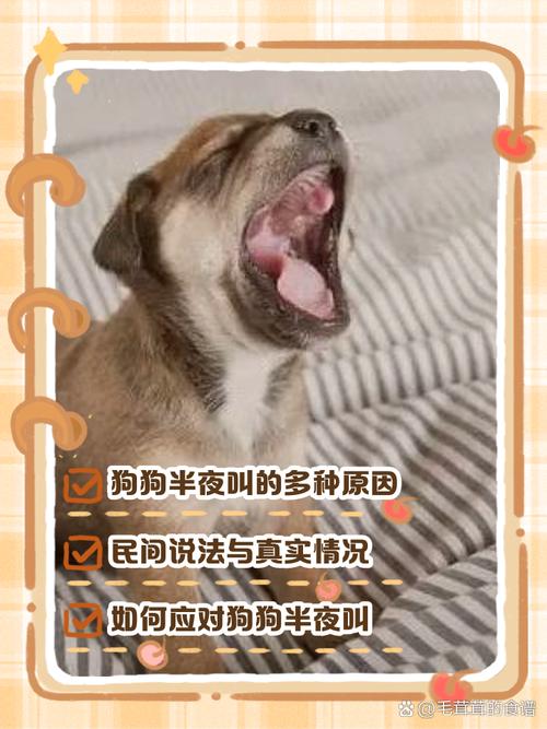 狗狗为什么半夜突然叫