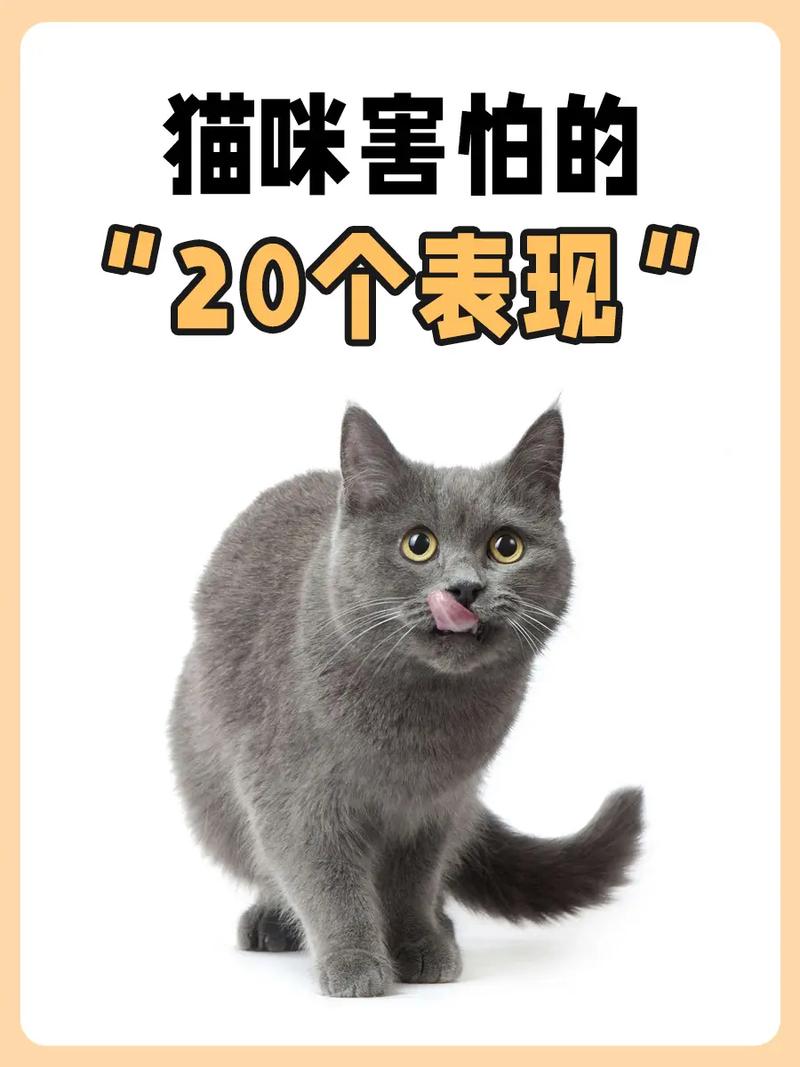 猫咪真的害怕你的四种表现