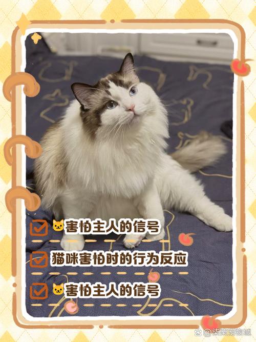 猫咪极度害怕主人的表现