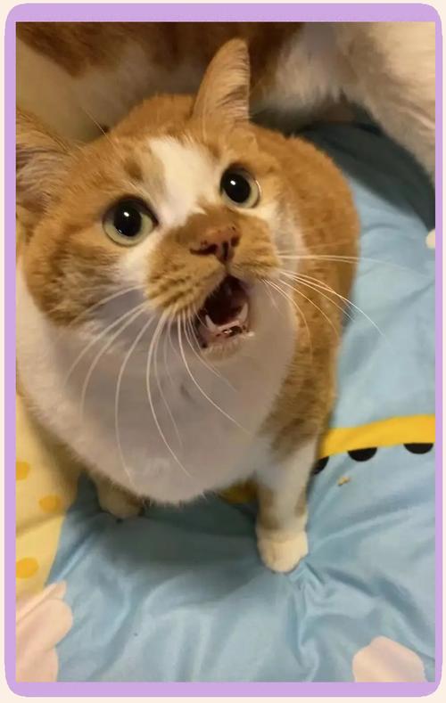 宠物猫害怕主人会有哪些表现?