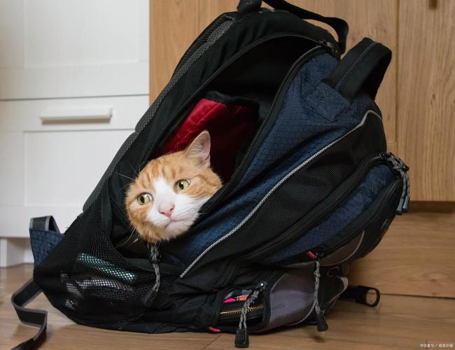 猫咪可以带上高铁吗