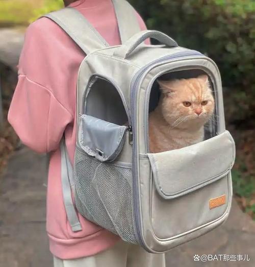 猫咪坐高铁需要办理什么