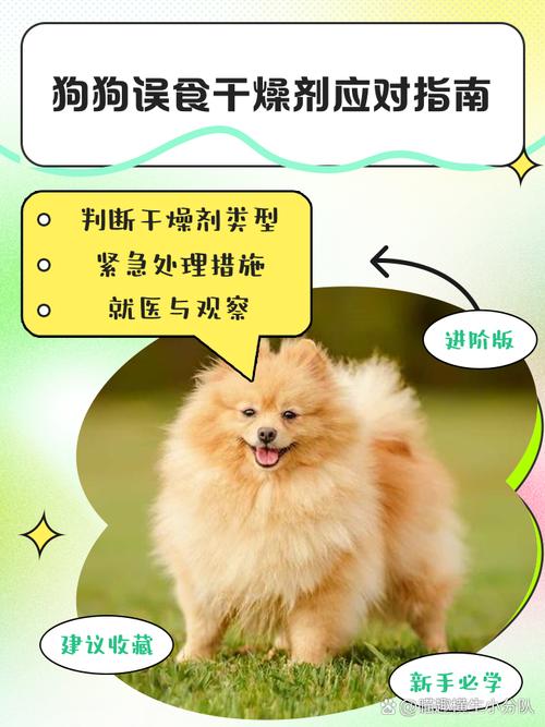 狗狗挠墙吃白灰的原因及处理方法