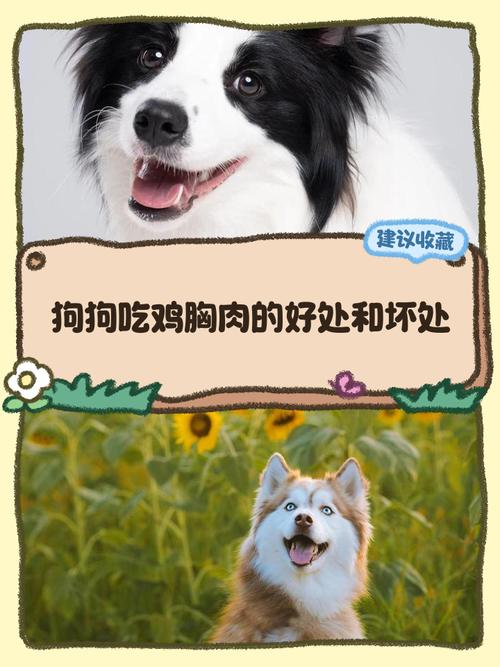 喂食鸡胸肉给狗狗吃可以吗可以,但需注意一种情况