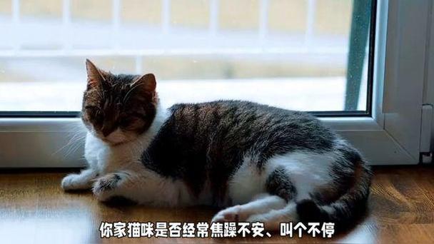 小猫发情期怎么办