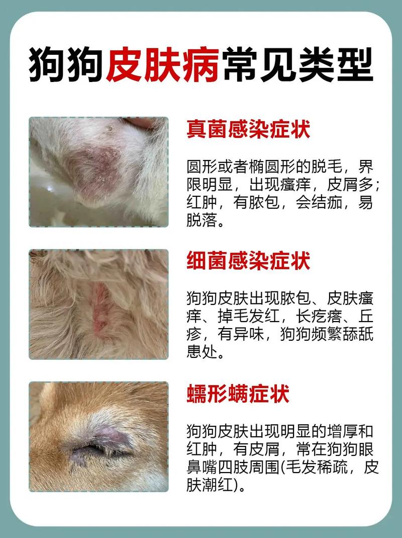 狗狗有皮肤病需要把毛全部剃掉吗