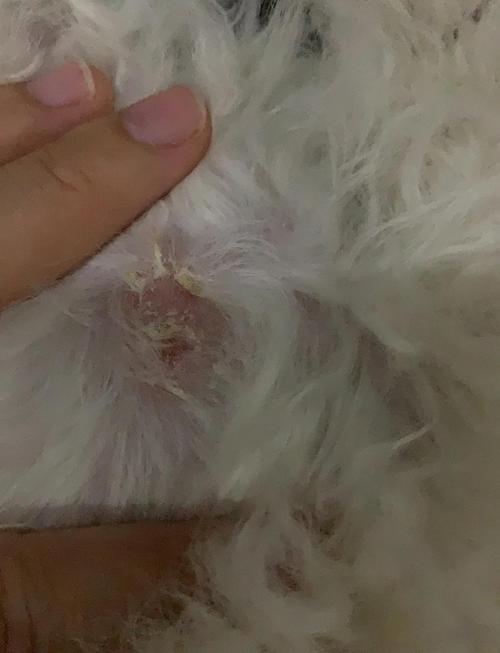 狗狗皮肤病要剃毛吗