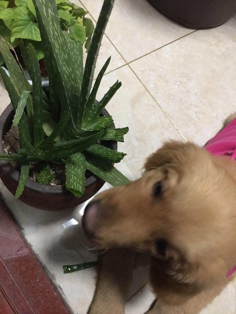 狗狗能吃芦荟吗