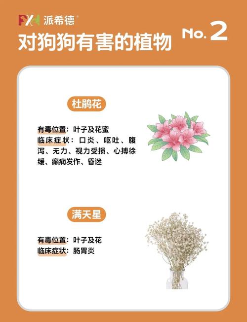 有毒!养错这6种植物,可能会直接把狗狗“送走”