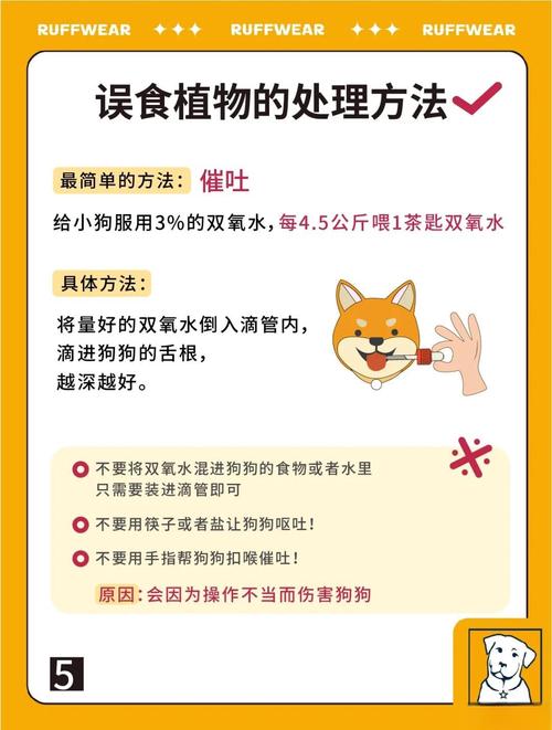 狗狗为什么会吃芦荟