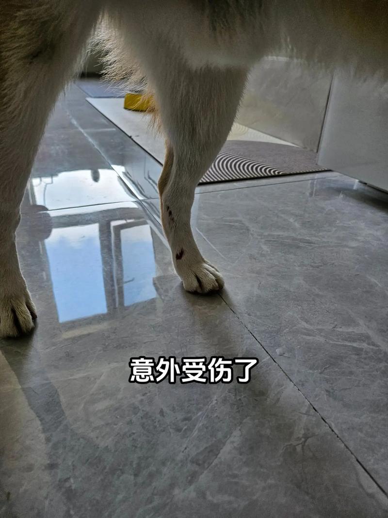 金毛后腿肌肉拉伤什么症状