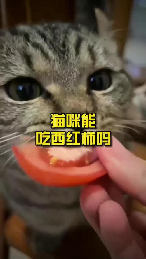 猫咪能吃西红柿吗?
