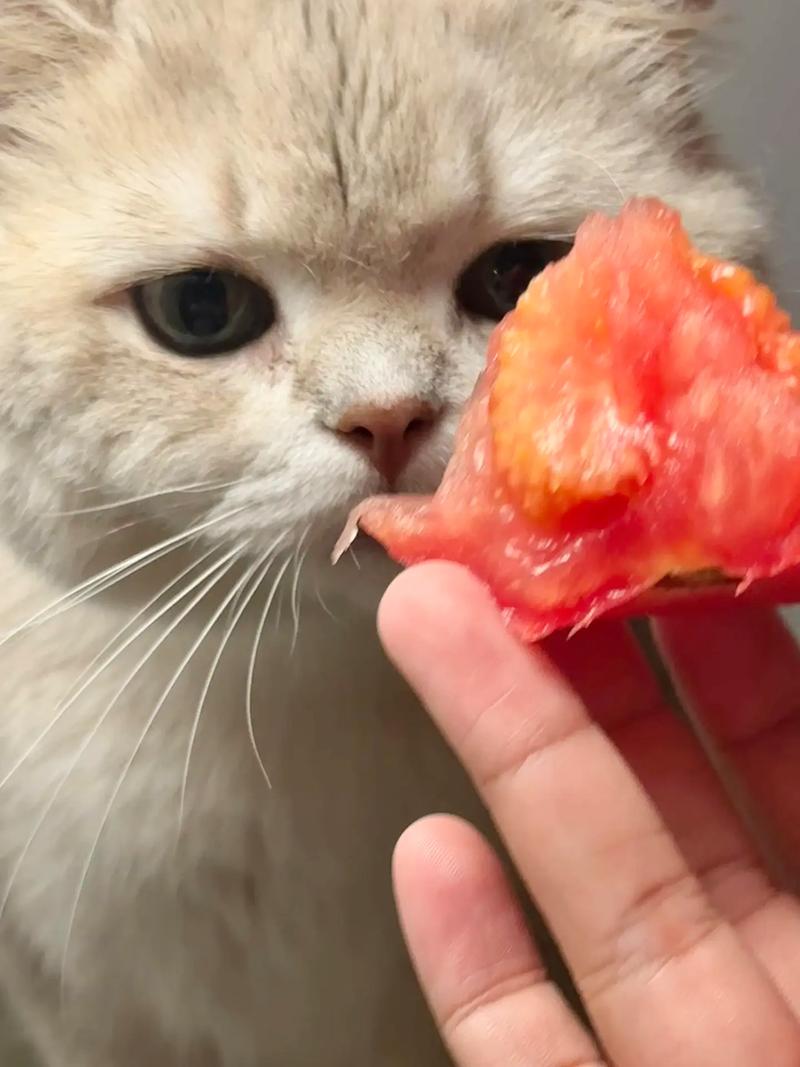 为什么猫不爱吃西红柿?