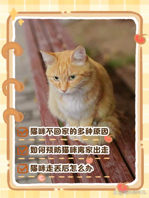 猫咪到家后为什么不叫
