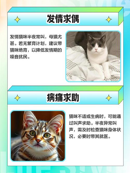 求助!猫咪突然不叫了是怎么回事?
