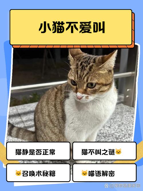 为什么我家猫咪从来不叫唤