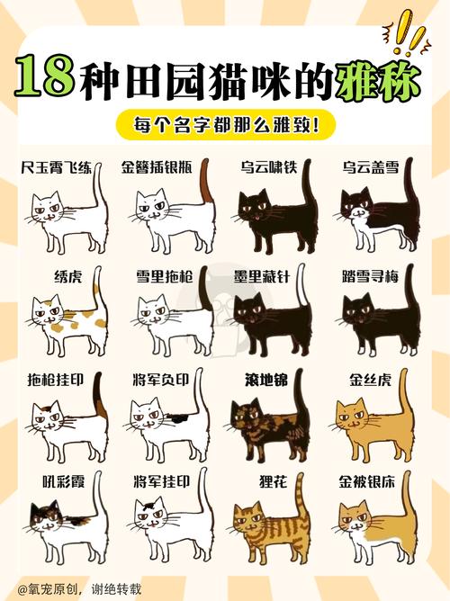 猫咪取名大全