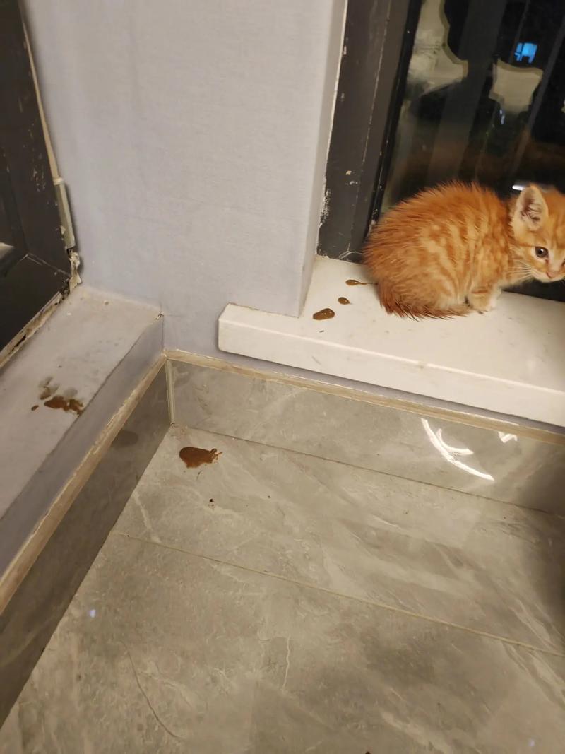 猫咪突然随地大小便