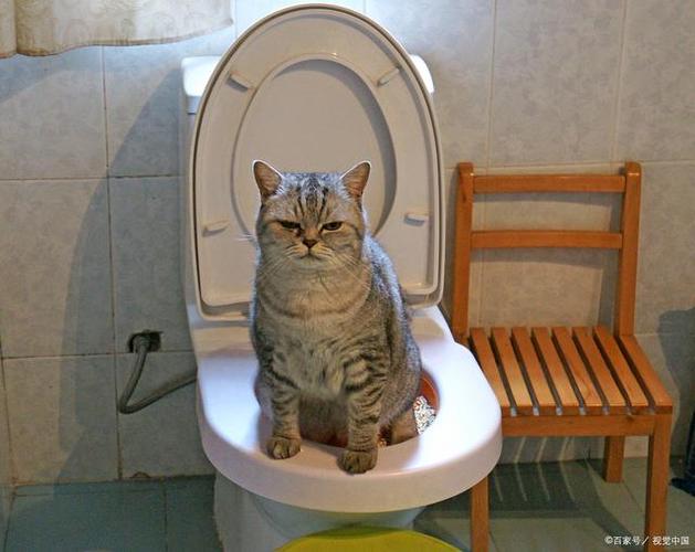 成年猫为什么会突然在外面乱拉屎