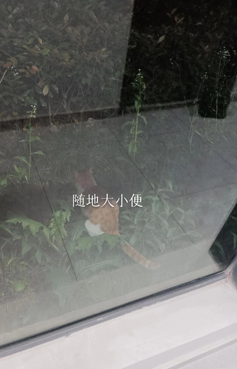 驱赶野猫拉大便最有效方法