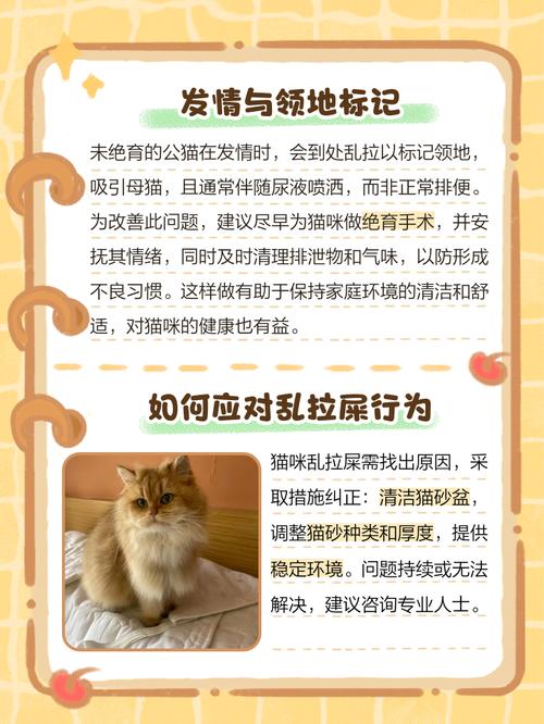 猫咪为什么突然乱拉屎