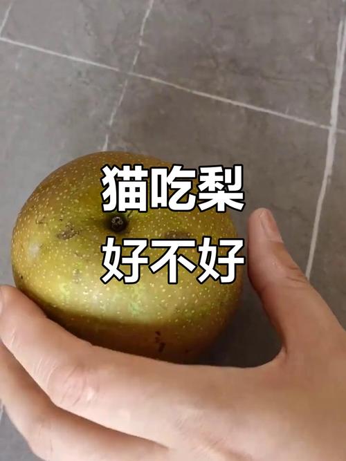 猫可以吃梨吗