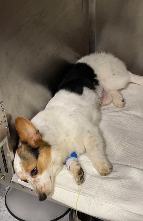 两个月狗狗刚带回家就病了。求助。