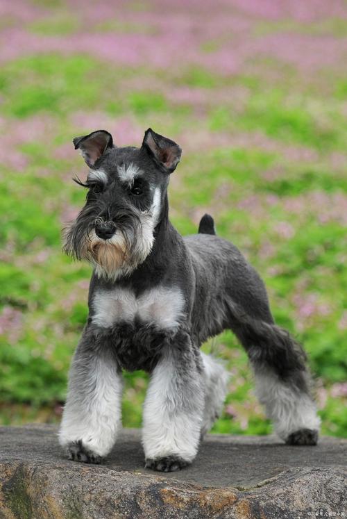 狗狗可以吃香蕉么