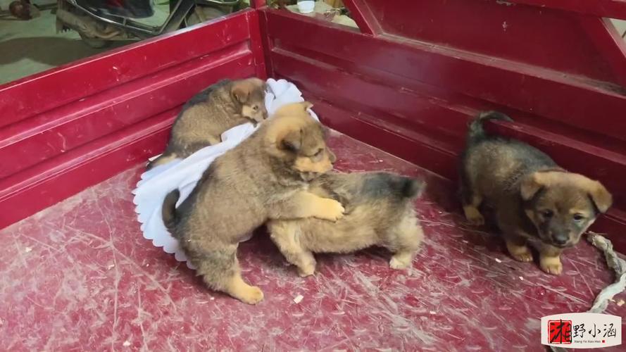 狗发情的表现和症状有哪些