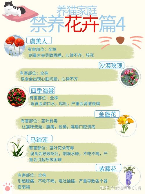 猫咪对百合花过敏吗?