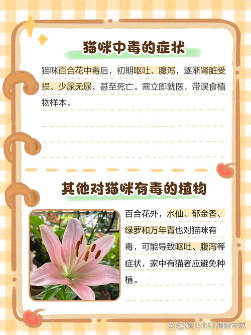 猫闻到百合香怎么办?