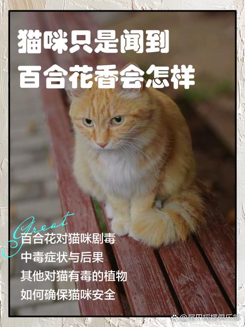 猫咪吃了百合花粉多久确定没事