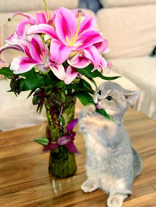 猫咪不小心闻了百合花怎么办?