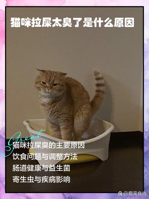猫咪拉屎有股酸臭味是怎么回事?